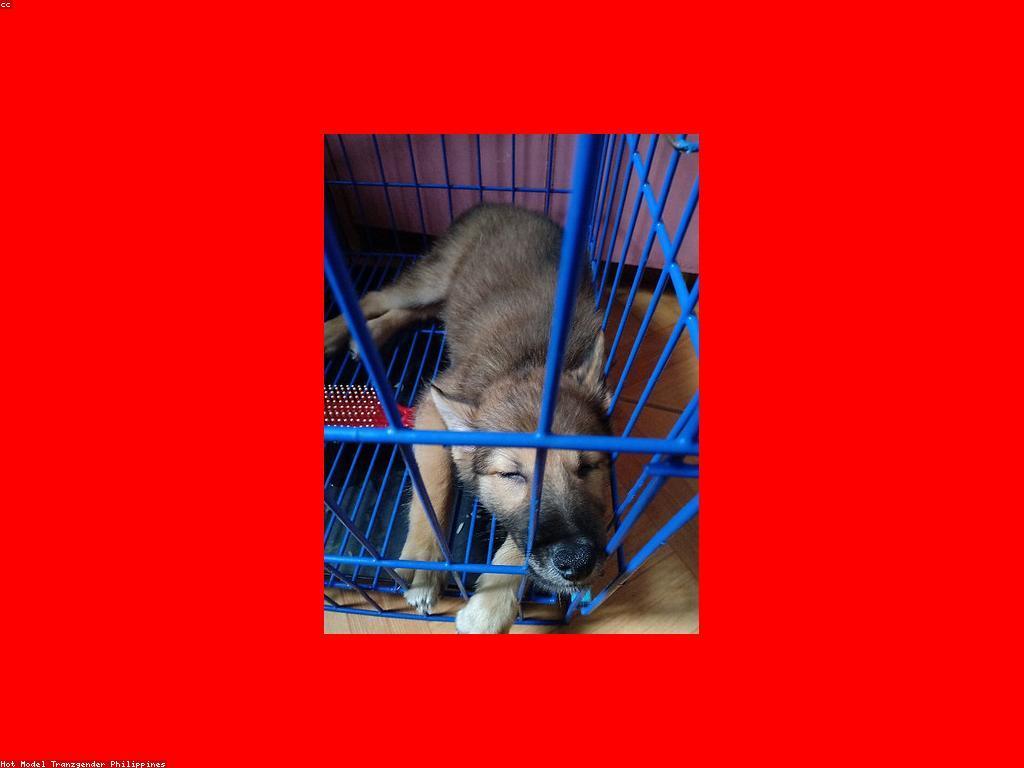 ការប្រកួតឈ្នះ: គន្លឹះសម្រាប់ការប្រកួតជោគជ័យ